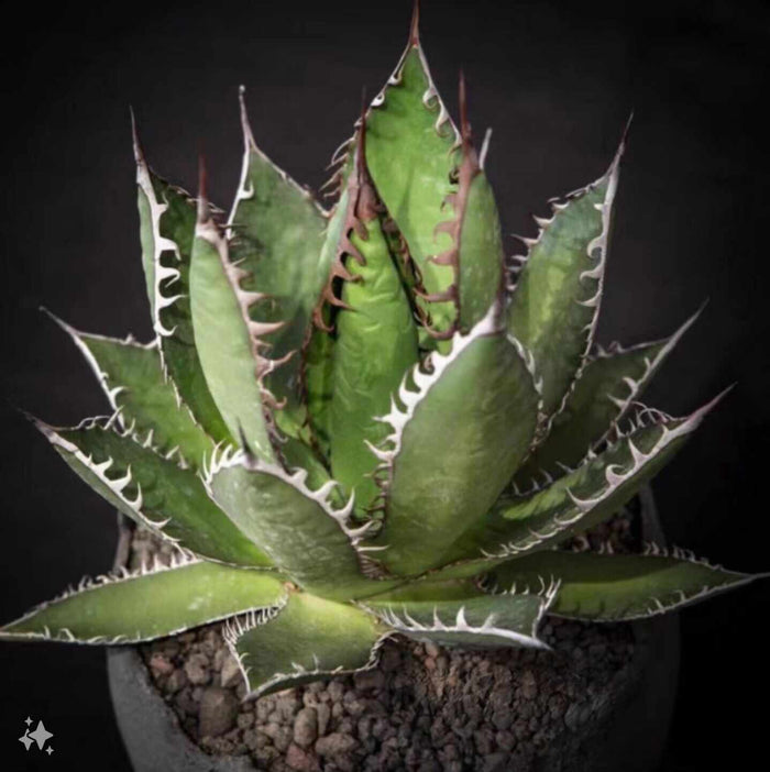 Agave horrida, Mexcalmetl, Agave