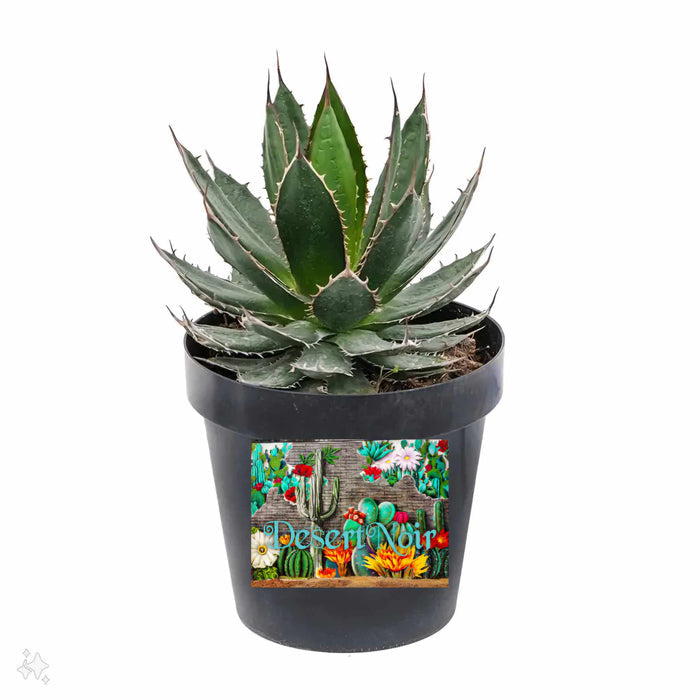 Agave horrida, Mexcalmetl, Agave