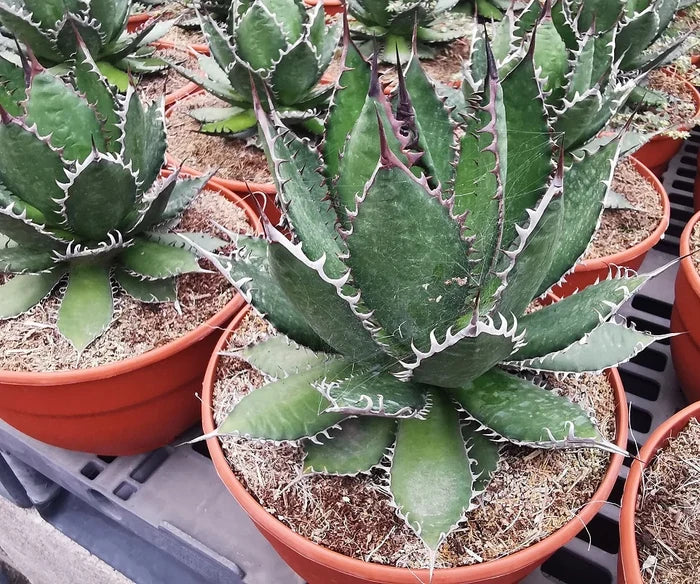 Agave horrida, Mexcalmetl, Agave