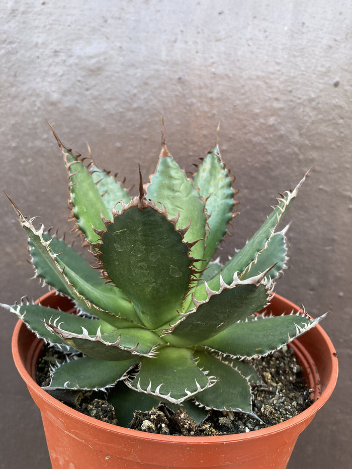 Agave horrida, Mexcalmetl, Agave