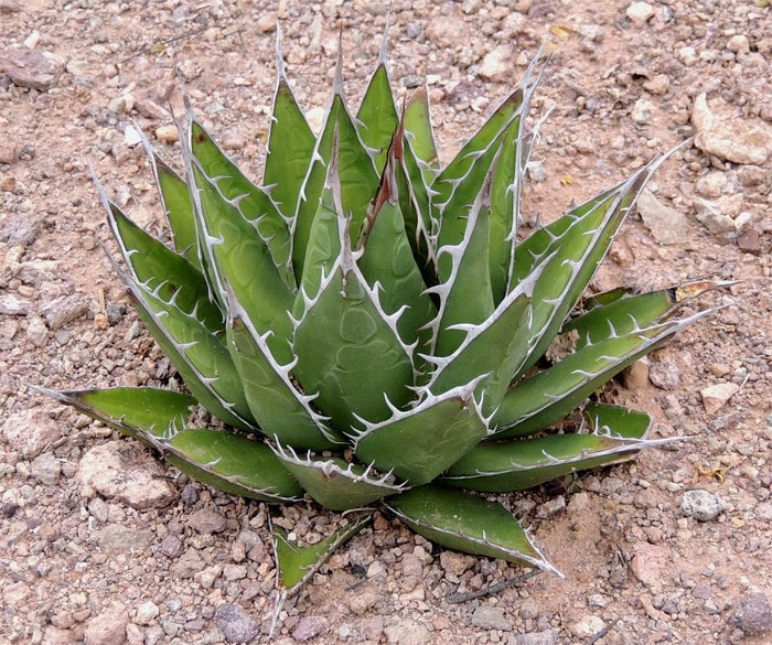 Agave horrida, Mexcalmetl, Agave