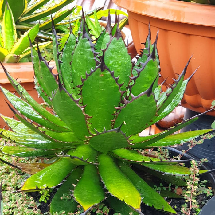 Agave horrida, Mexcalmetl, Agave