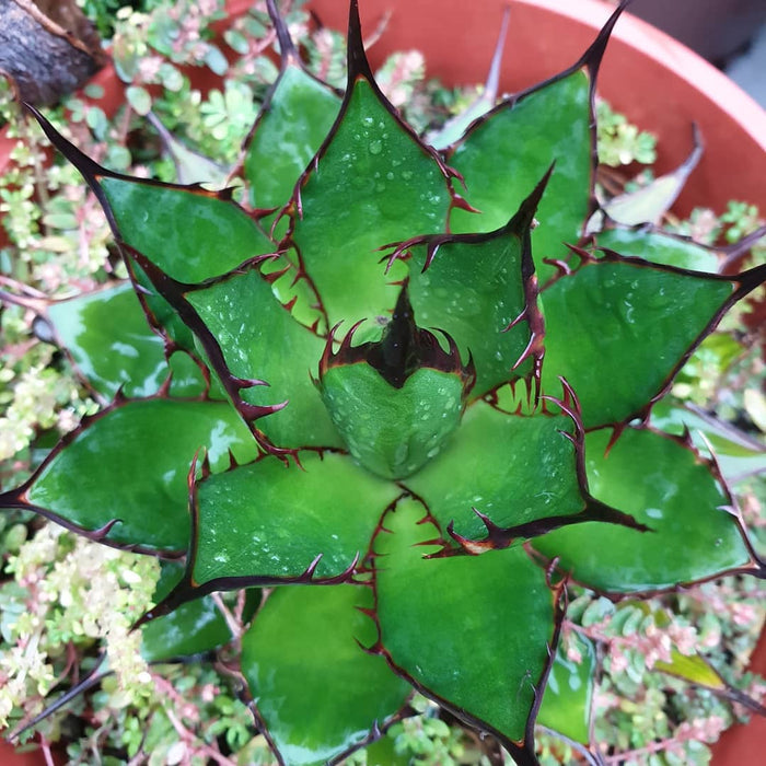 Agave horrida, Mexcalmetl, Agave