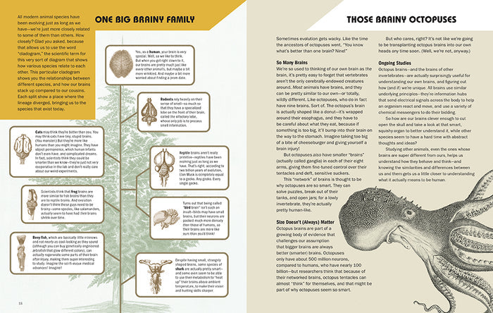 Brains Explained