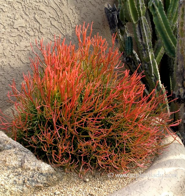 Firestick plant, pencil cactus, Euphorbia tirucalli, Firestick cactus, cactus, succulent