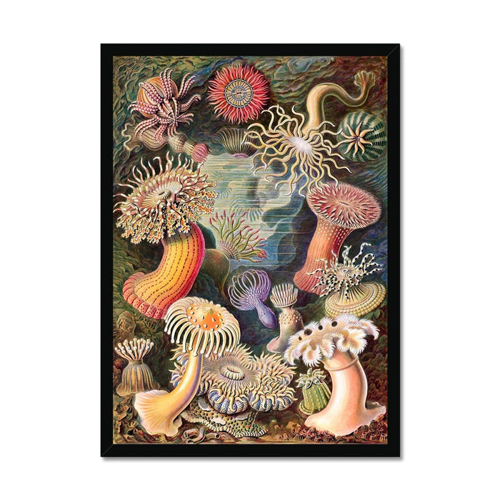Framed Ernst Haeckel Actiniae Sea Anemones Marine Life | Sea Life, Ocean Home Decor | Natural History Vintage Evolution Framed Art Print