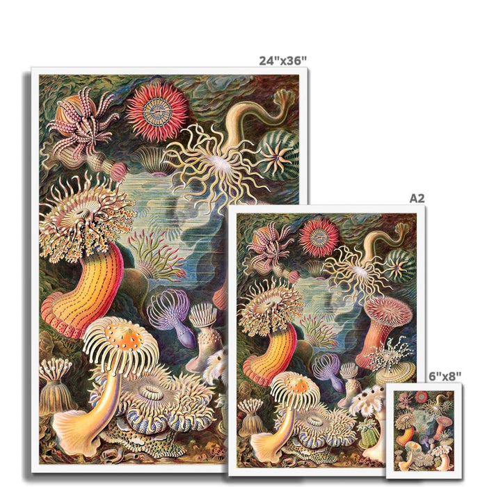 Framed Ernst Haeckel Actiniae Sea Anemones Marine Life | Sea Life, Ocean Home Decor | Natural History Vintage Evolution Framed Art Print