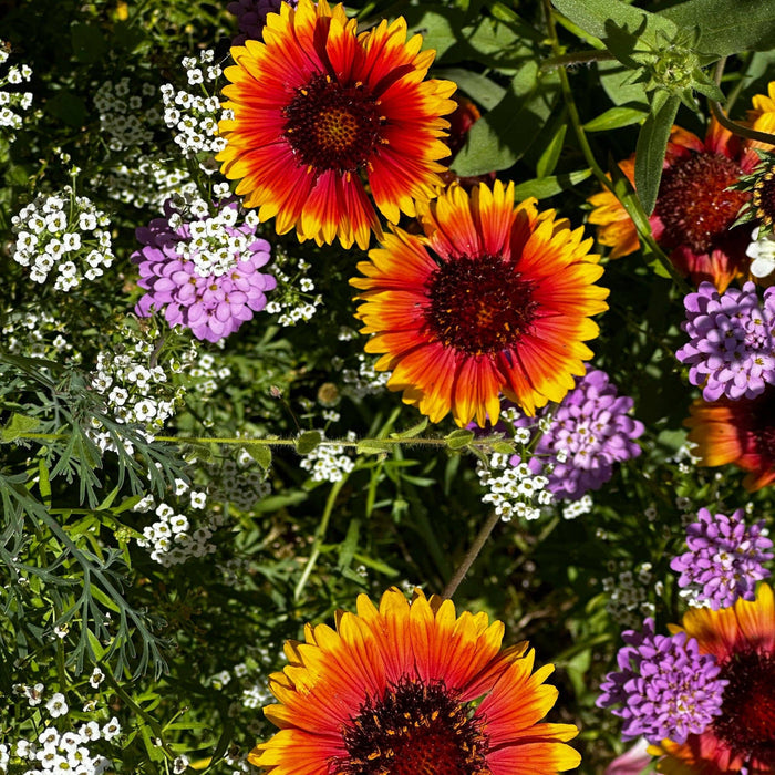 Hummingbird & Butterfly Pollinator Wildflower Seed Mix