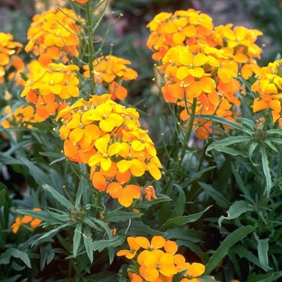 Hummingbird & Butterfly Pollinator Wildflower Seed Mix
