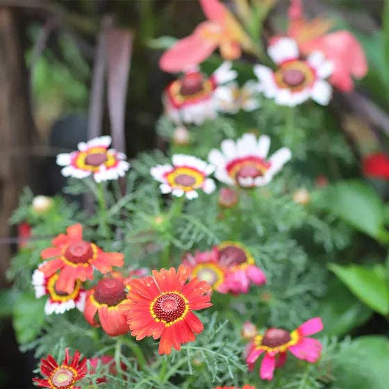 Hummingbird & Butterfly Pollinator Wildflower Seed Mix