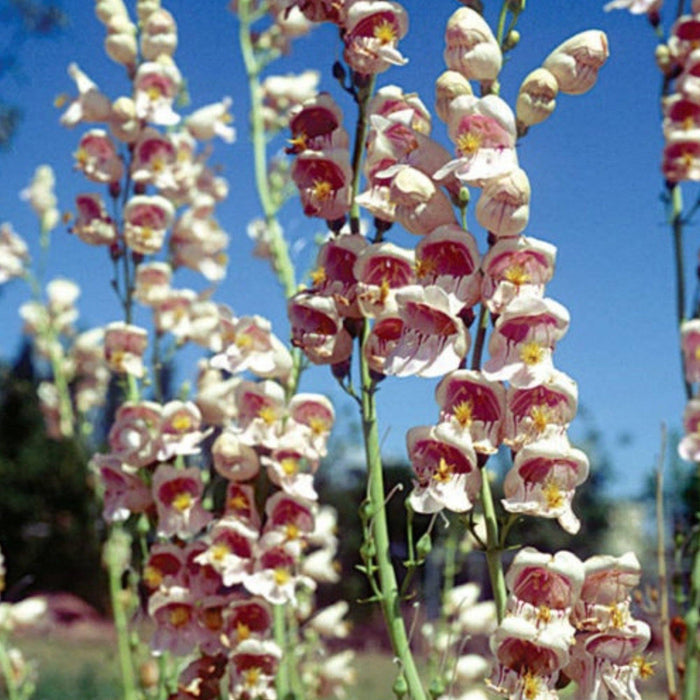 Hummingbird & Butterfly Pollinator Wildflower Seed Mix