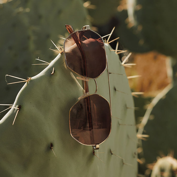 still life - jojo fletcher x diff eyewear joelle navigator sunglasses with a gold metal and horn tortoise temples with brown gradient lenses hung on a cactus