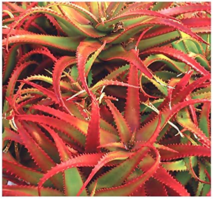 Red Aloe (Aloe Cameronii), Cameron's Ruwari Aloe, live plant