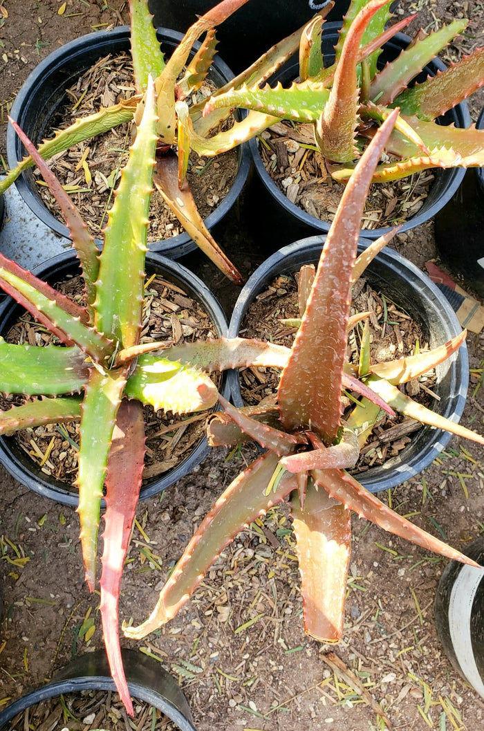 Red Aloe (Aloe Cameronii), Cameron's Ruwari Aloe, live plant